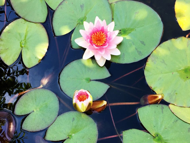 Outerspaces_pond_lillies