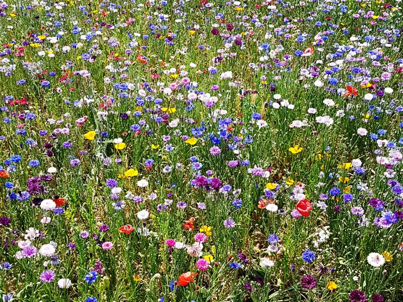  Beautiful wild flower garden 